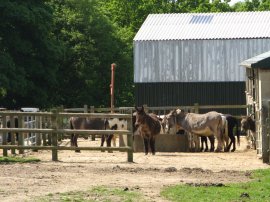 Donkeys, Hempstead Farm Stud