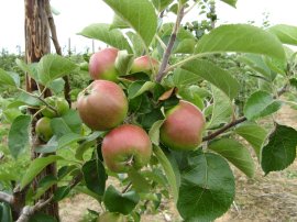 Apples, Crowhurst Farm