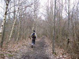 Path through Park Wood