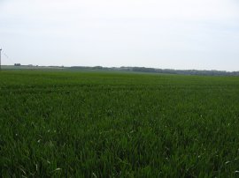 Field between Eastry and Betteshanger