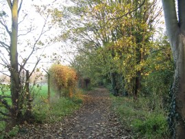 Path by Barn Elms Playing Fields