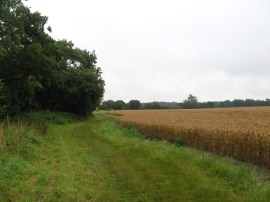 Path besides Galleywood Brook