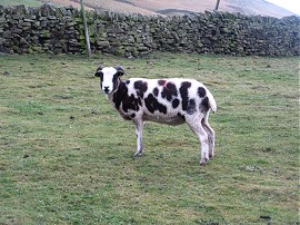 A spotted sheep
