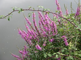 Flowers besides the river