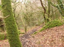 Path in Bowden Woods